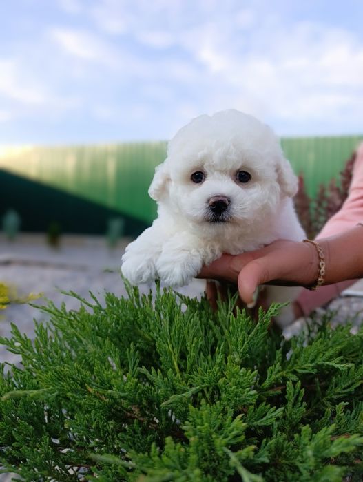 Бишон фризе!! Девочка!!