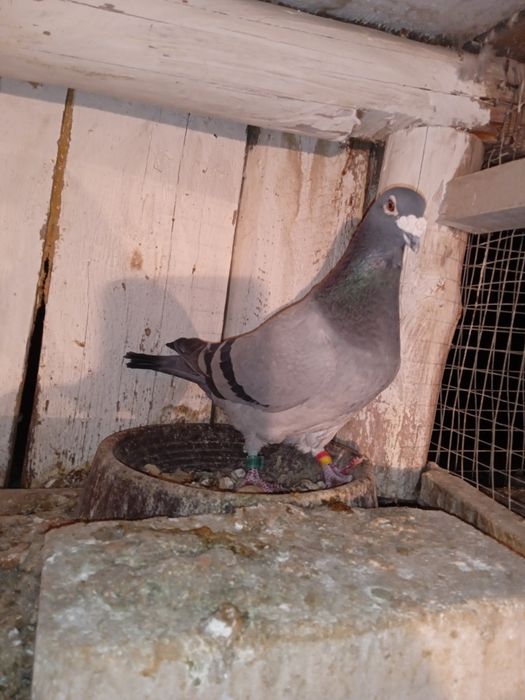 Gołębie pocztowe NL