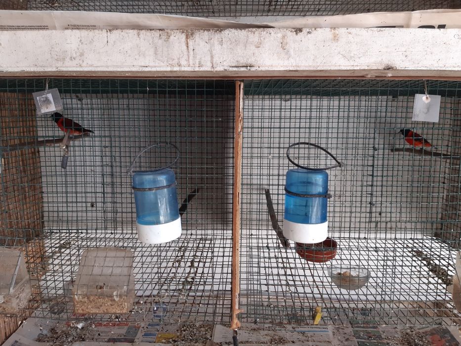 Viveiros de Rede para Aves