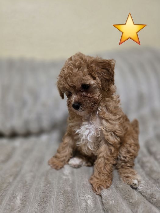 Do sprzedania  2 suczki pudelek toy