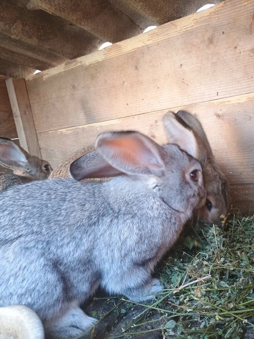 Кролики, кролчихи