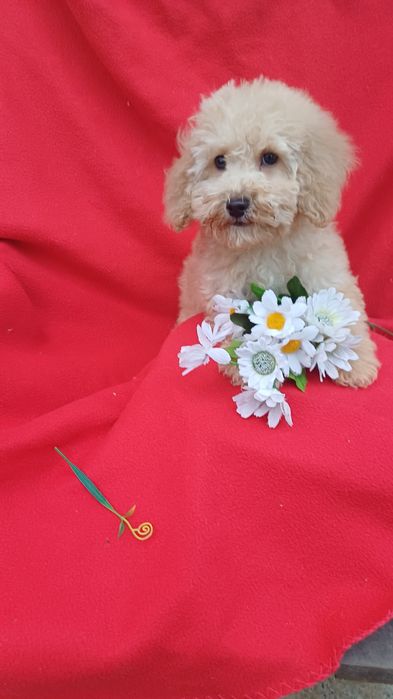 Я милий  хлопчик-той-Пудель.