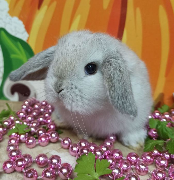 Питомник карликовых кроликов BAMBY