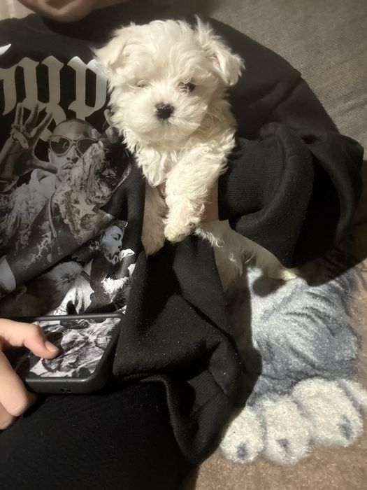 Maltanczyk Chlopczyk