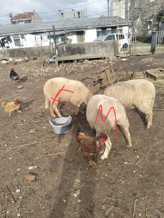 Duas ovelhas pra venda possívelmente prenhas .RESERVADAS!!.