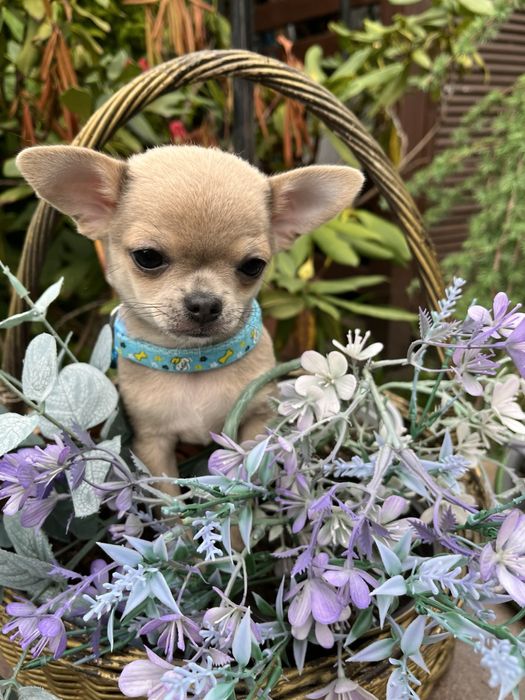 Mini Chihuahua apple head – GOTOWY DO ODBIORU | drobny chłopczyk z domowej hodowli