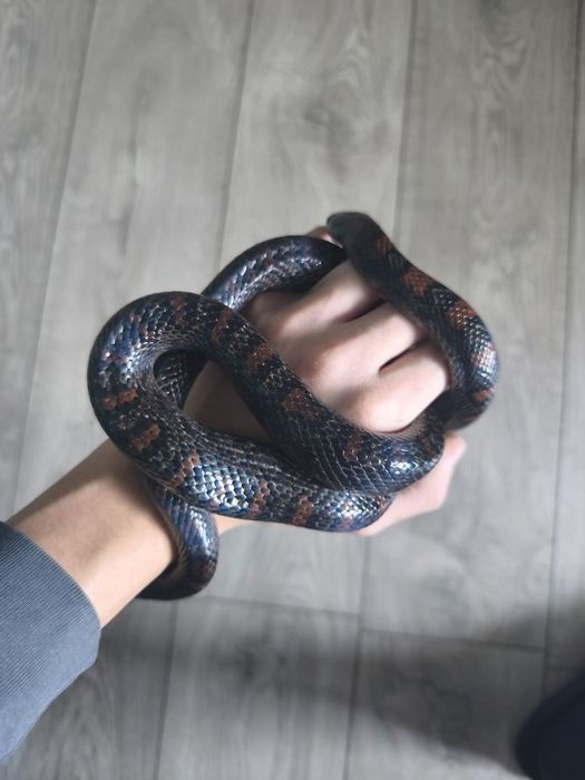 Lampropeltis mexicana