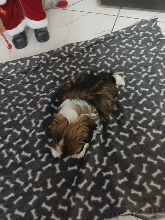 Dziewczynka Shih-tzu z Rodowodem