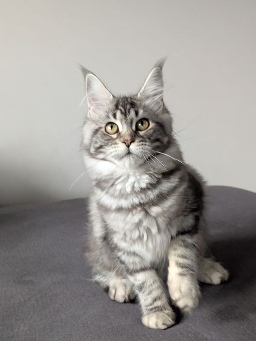 Kotka czarny klasyk Blixa. Maine Coon Zapraszamy