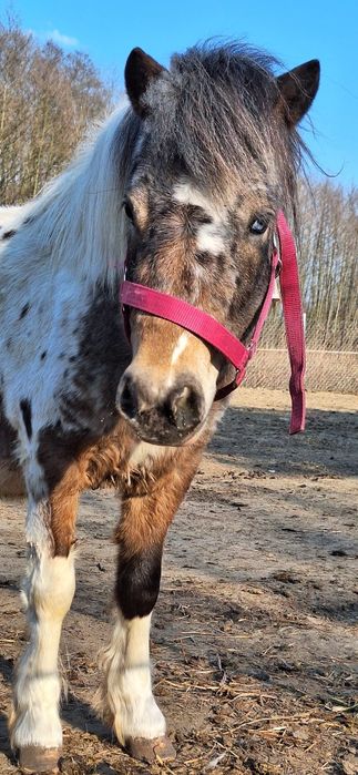 Landrynka szuka domu adopcyjnego