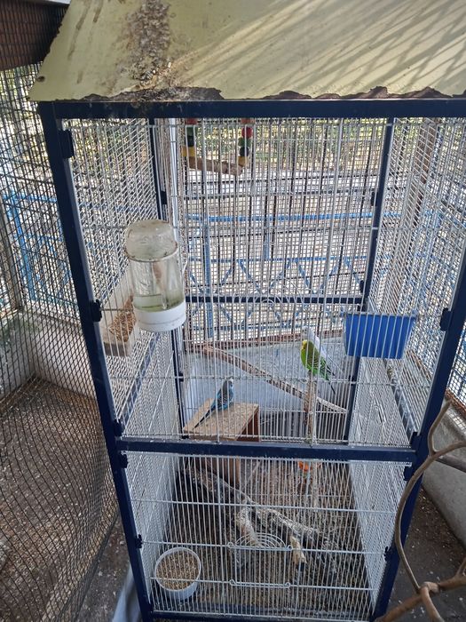 4 piriquitos  várias cores