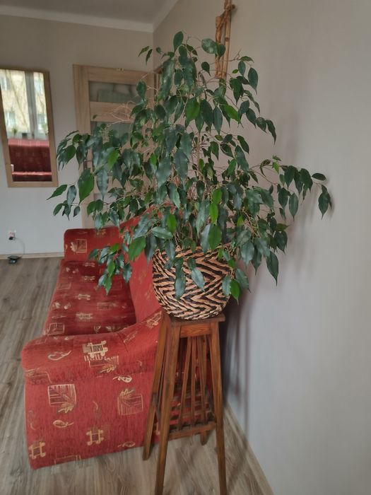 Fikus Benjamina roślina