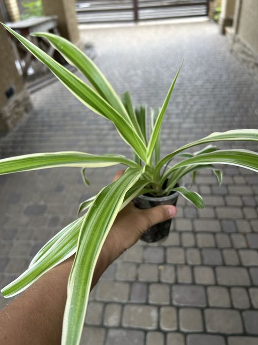 Плющі кімнатні шикардозні