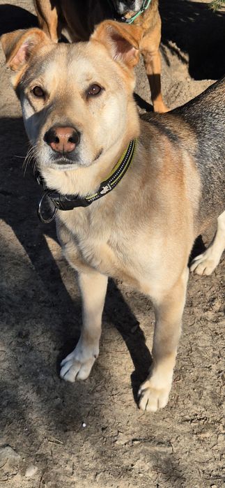 Piesek Około 3 lata