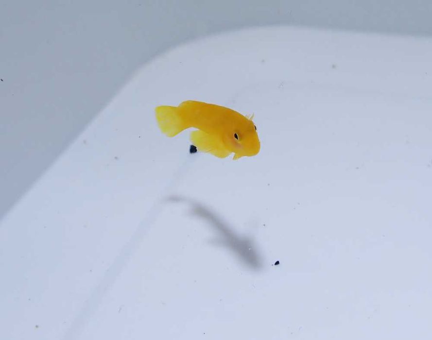 Gobiodon okinawae - ryba - akwarium morskie.