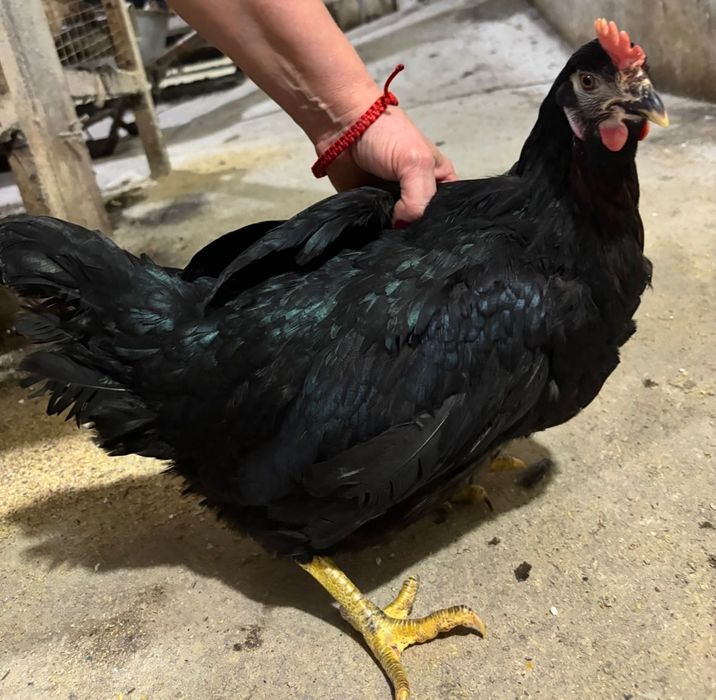 Кури несушки та яйця на продаж