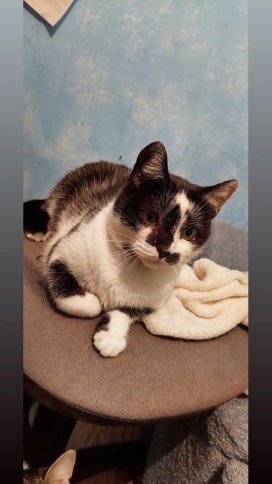 Отдам серо- белую кошку,  стерилизована,  2 года