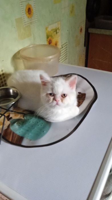 Молодой котик ищет семью