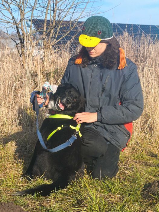 Power - uroczy, energiczny psiak dla aktywnego opiekuna - adopcja.