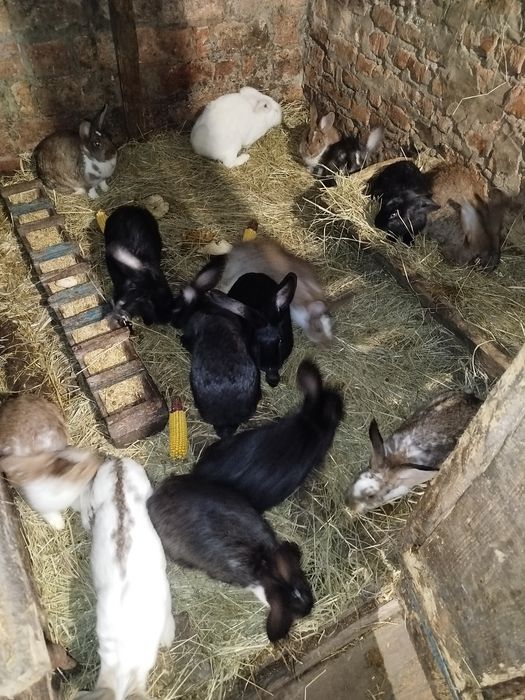 Продам кролі і кролишкі