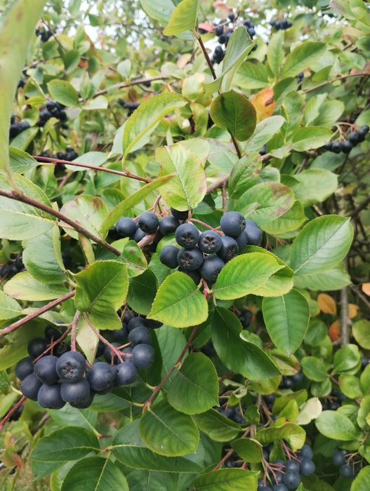 Aronia ekologiczna