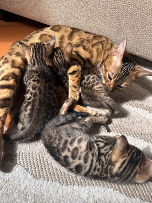 Кошенята бенгальскькі
