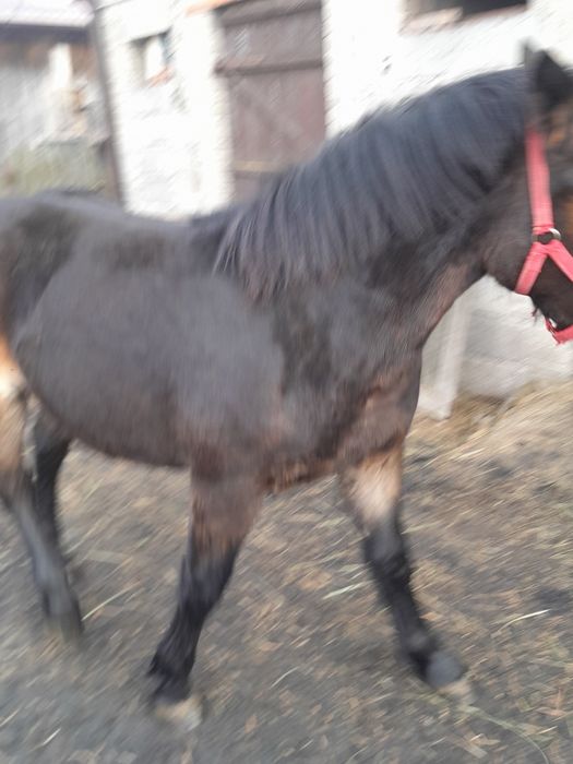 Koń zimnokrwisty sprzedaż