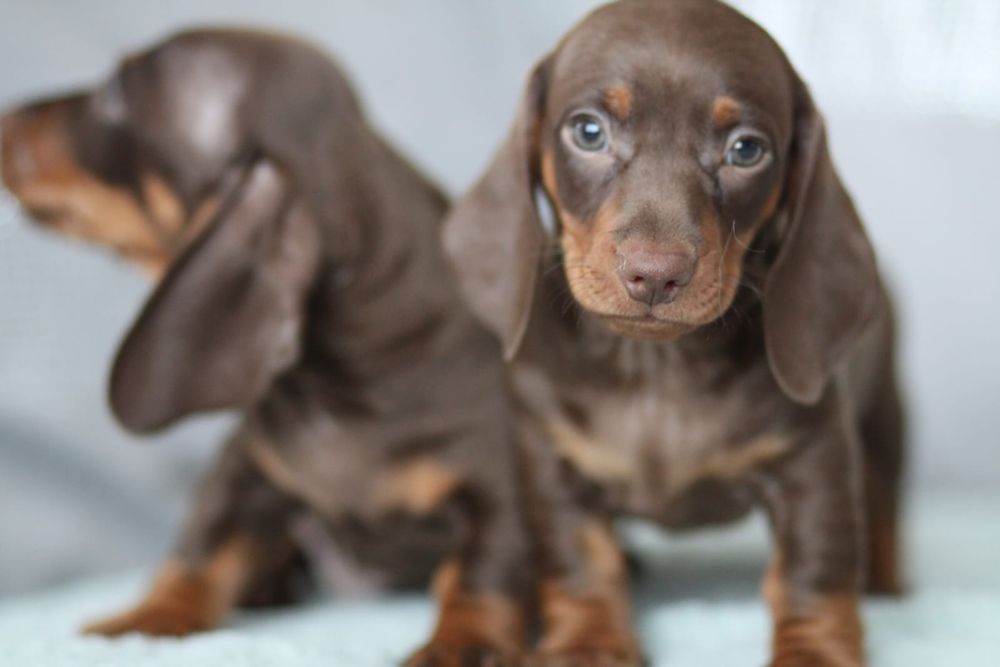 ***Śliczny czekoladowy jamnik**