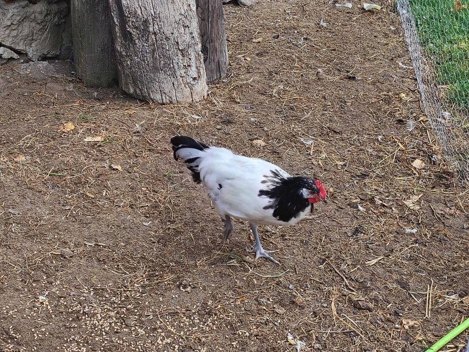 Koguty lakenfelder/ayam cemani