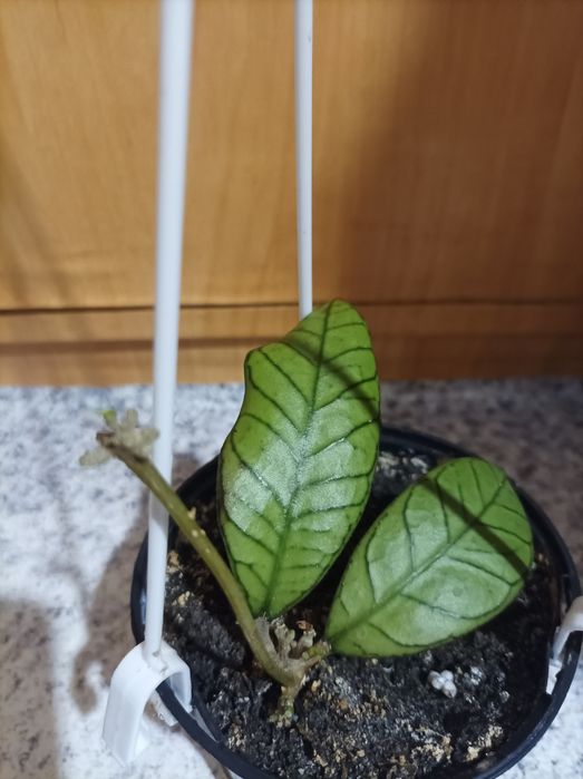 Хойя Керрі зелена