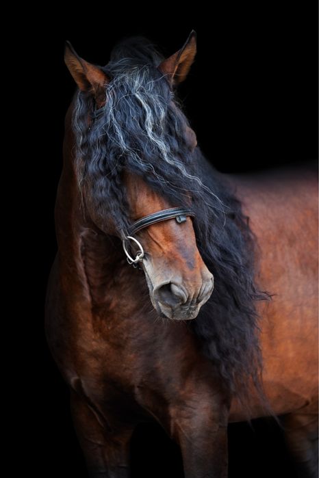 Stanówka wyjątkowym ogierem PRE