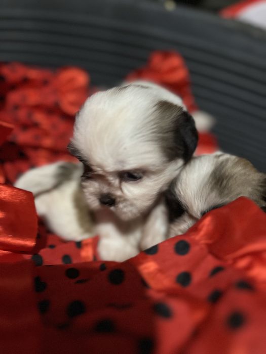 Shi-tzu.excelemte femea