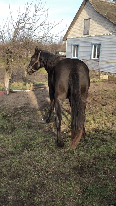 Продається лошиця 3р.