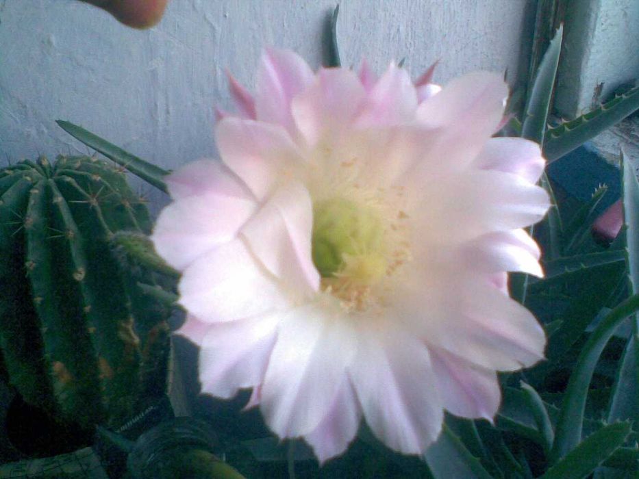 Кактус Эхинопсис  взрослый