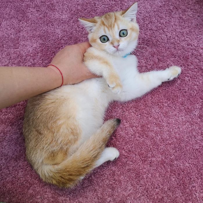 Зеленоокий золотий хлопчик шиншилла 3.5 міс. Доставка