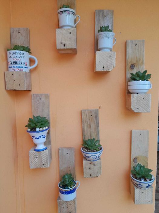 Plantas de interior exterior suculentas.