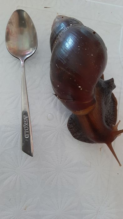 Улитки.Ахатины,ретики