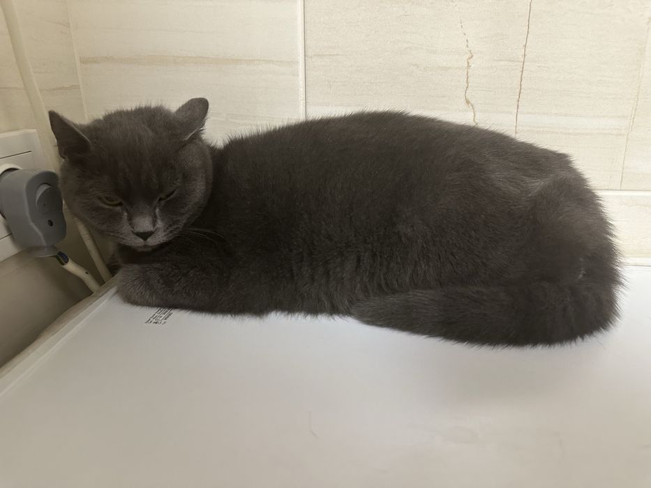 Віддам хорошу кицю в добрі руки