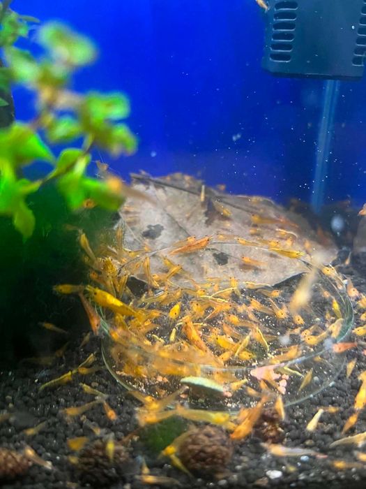 Krewetki neocaridina yellow/orange (żółto-pomarańczowe)