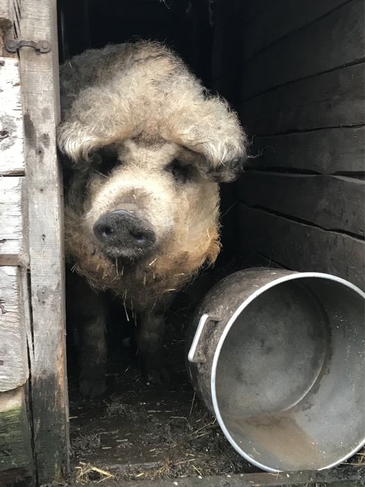 Продам домашню свинину ( м‘ясо угорської мангалиці )
