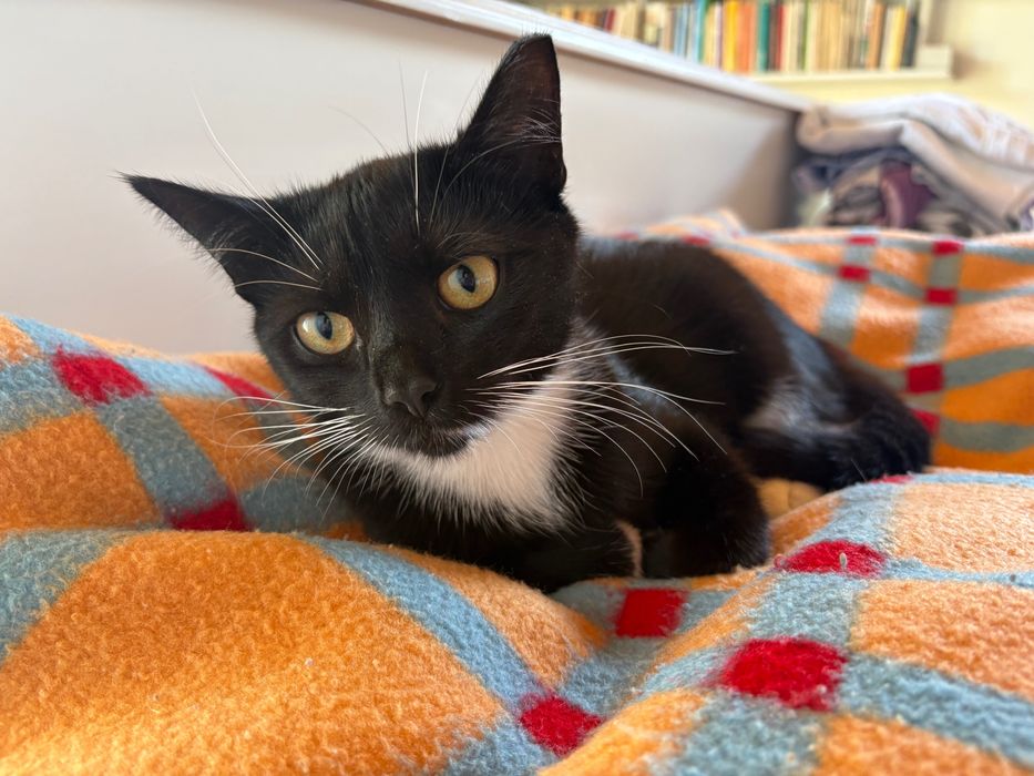 2 koty do adopcji.