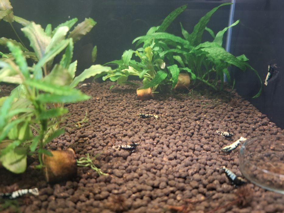 Akwarium z krewetkami