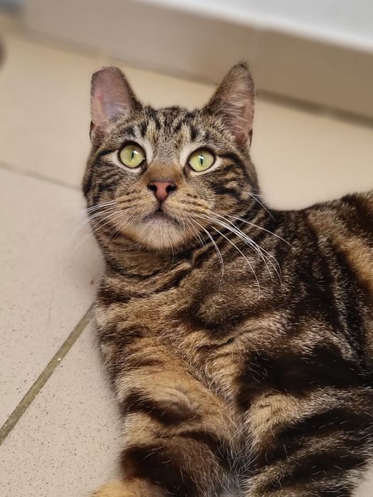 Młodziutki tygrysek Mumbai szuka domu