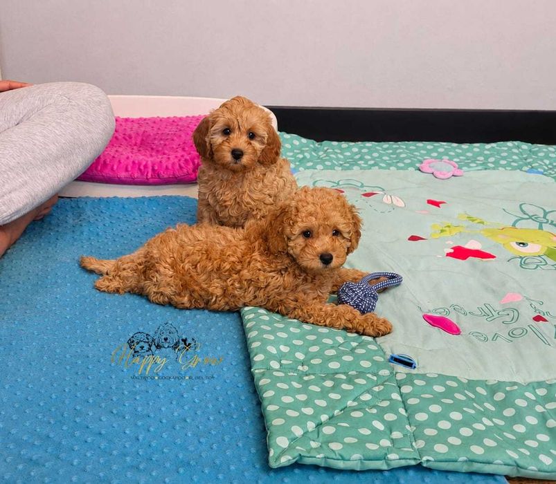 Cockapoo F1B gotowe na zmianę domu