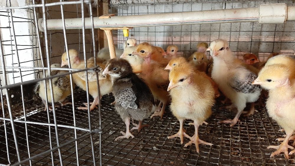 Курчатка.  Мясо-яєчних кросів