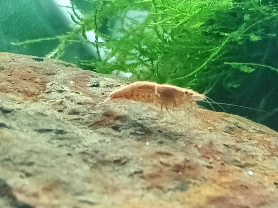 Camarões Red Cherry Shrimp