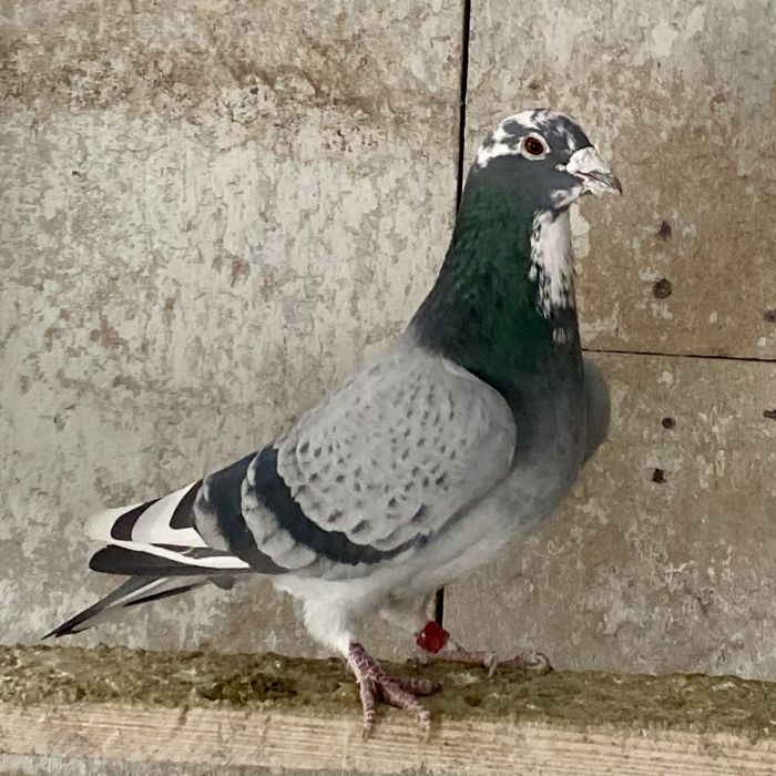 Gołębie pocztowe - orginalny Szkolny