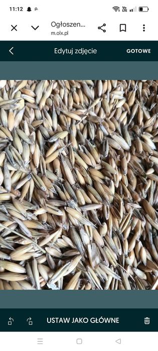 Sprzedam Owies z 2025