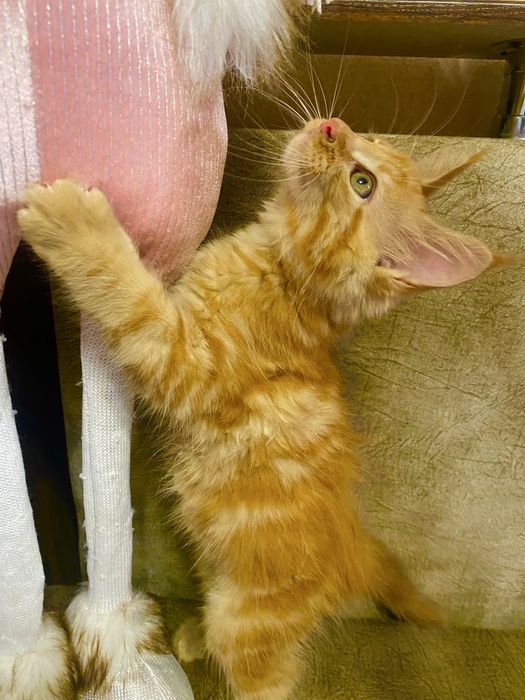 Кошечка породы Мейн-Кун