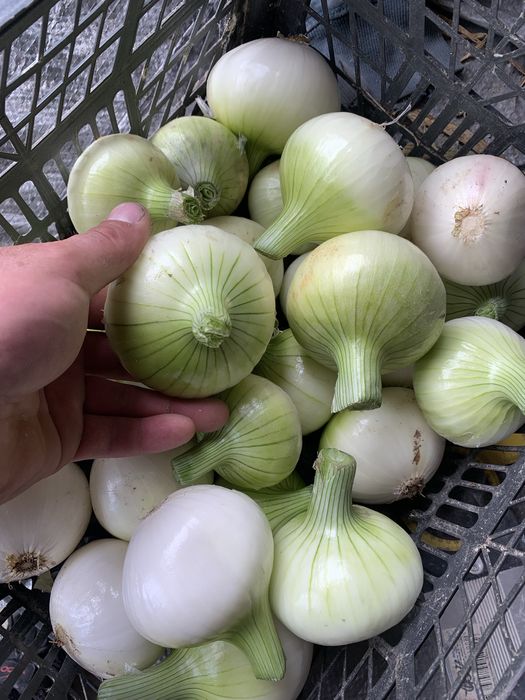 Cebula świeży zbiór